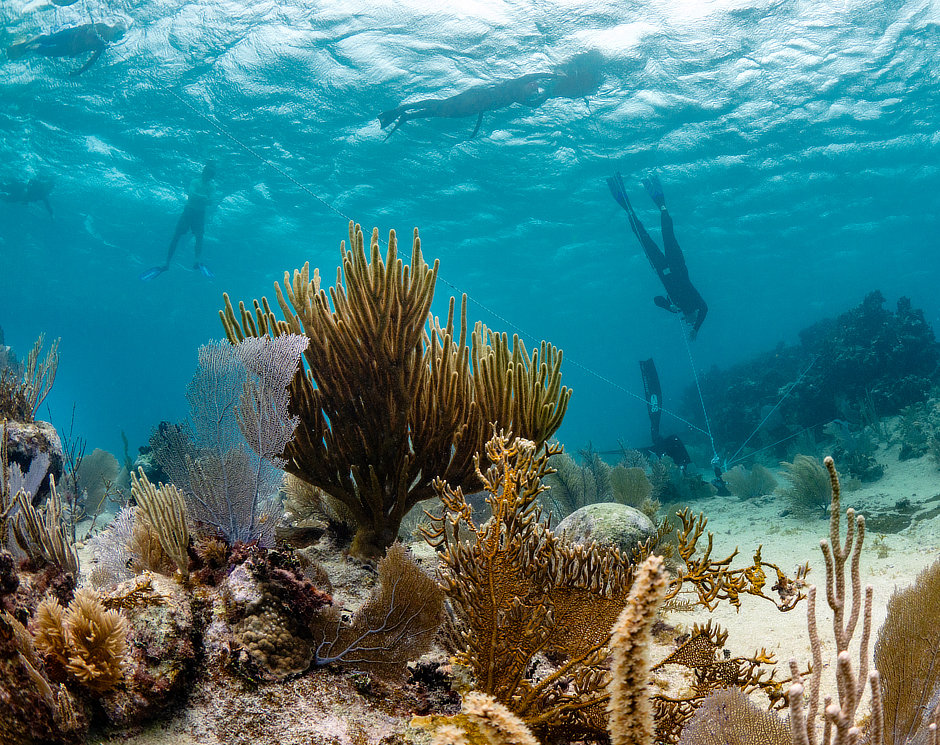 Freediving training in Belize