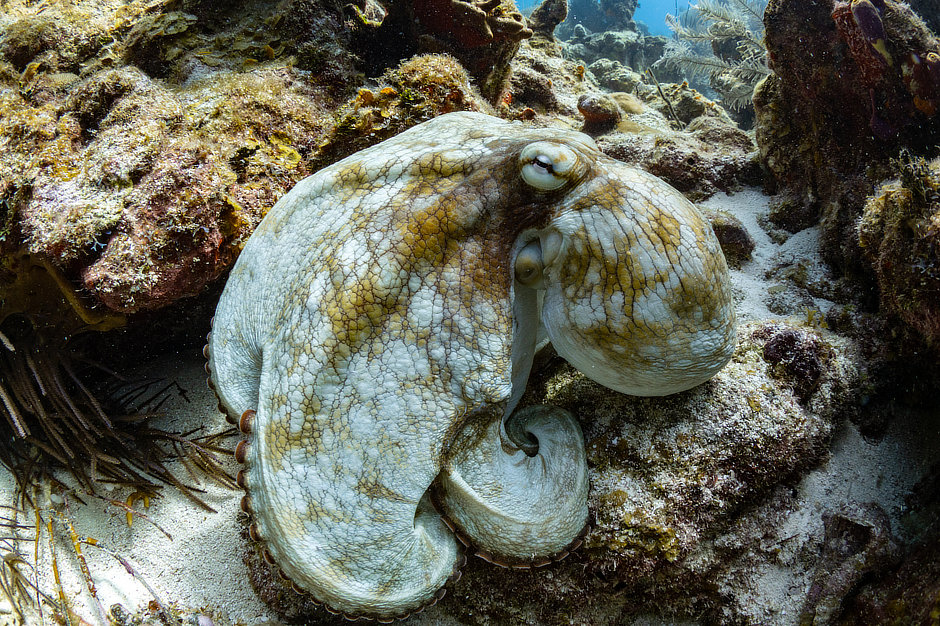 Octopus in Belize