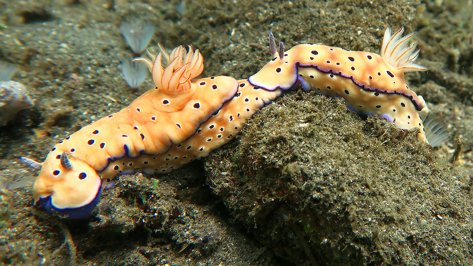 Pair of nudibranch in Halmahera Indonesia