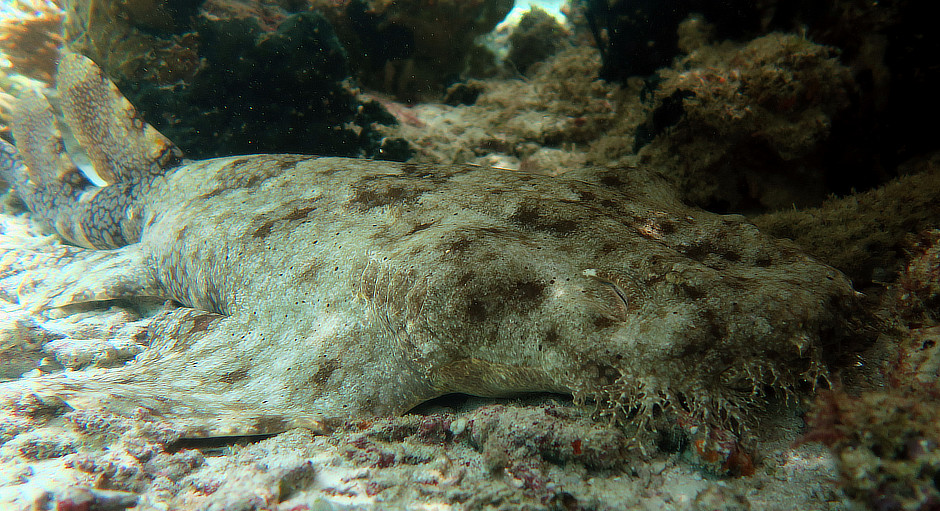 Wobbegong Shark in Raja Ampat Indonesia