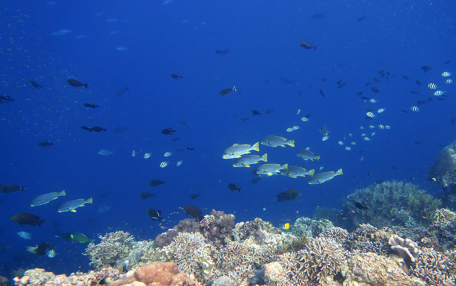 Lots of fish over the drop-off at Nailaka in the Banda Islands
