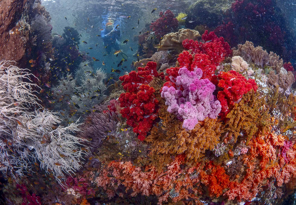 Colorful soft corals and snorkeler in Triton Bay