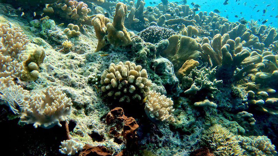 Coral reef with damselfish in West Bali