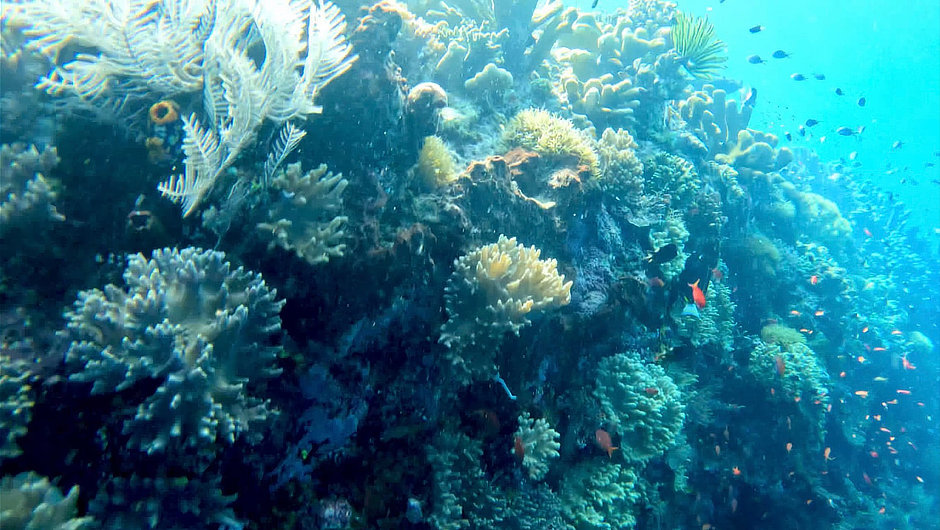 Coral Wall in West Bali