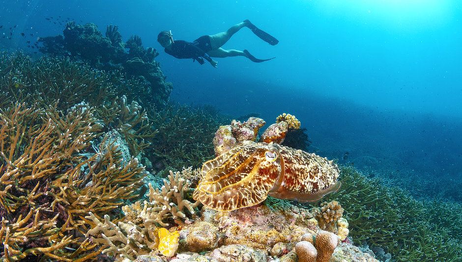 Cuttlefish and snorkeler on a Banda Islands coral reef