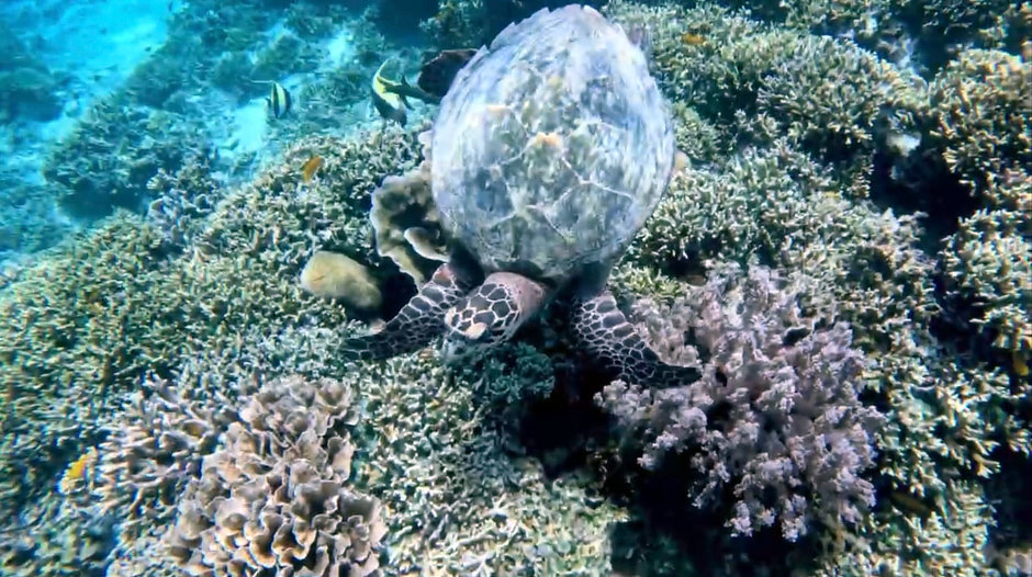 Hawksbill Turtle over coral reef I saw while snorkeling in West Bali National Park