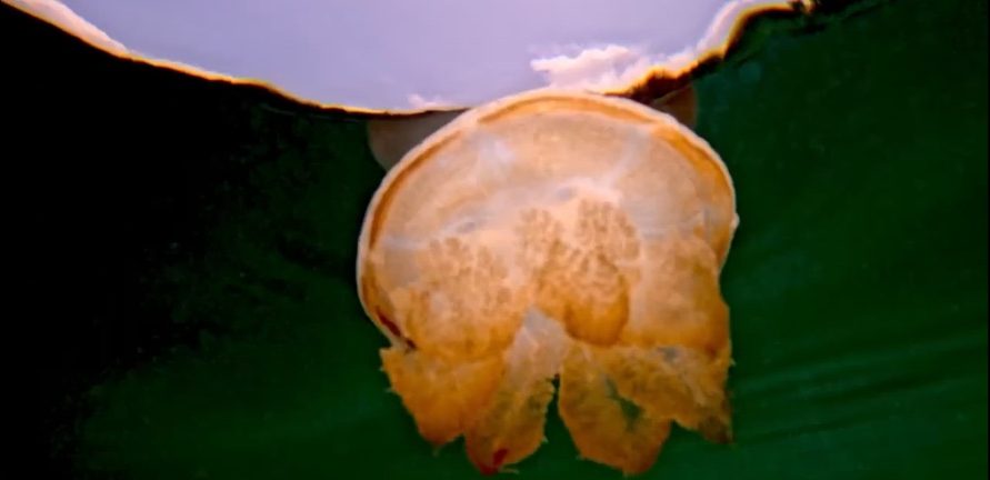 Jellyfish in Kakaba Lake