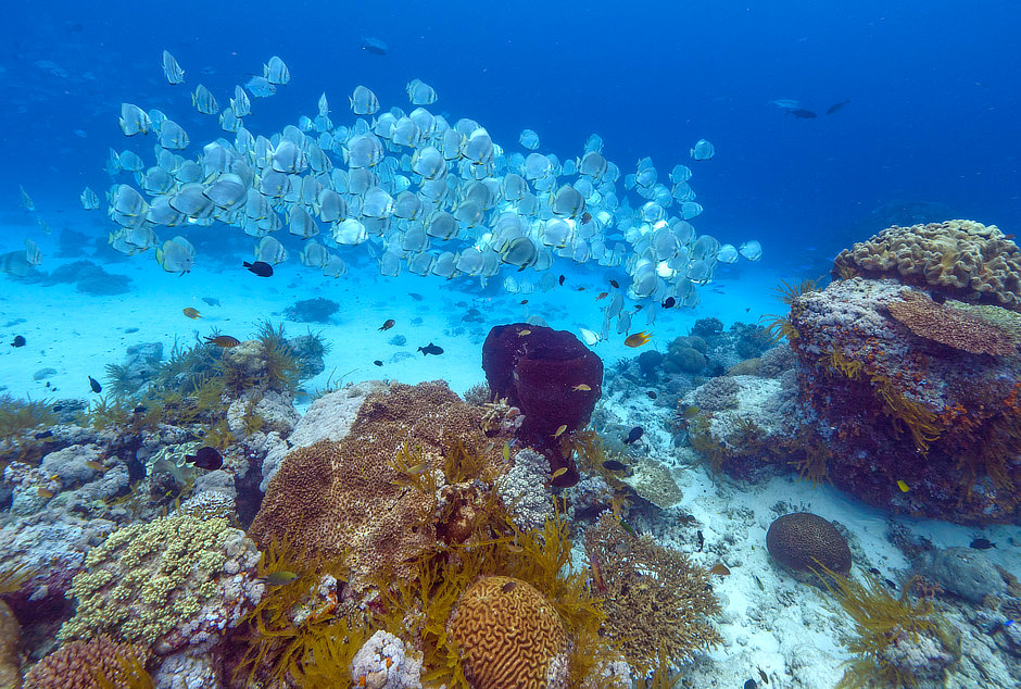 Large school of batfish on a coral reef at Koon