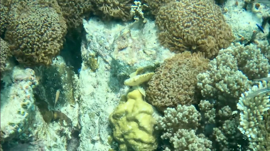 Scorpionfish on coral reef in West Bali