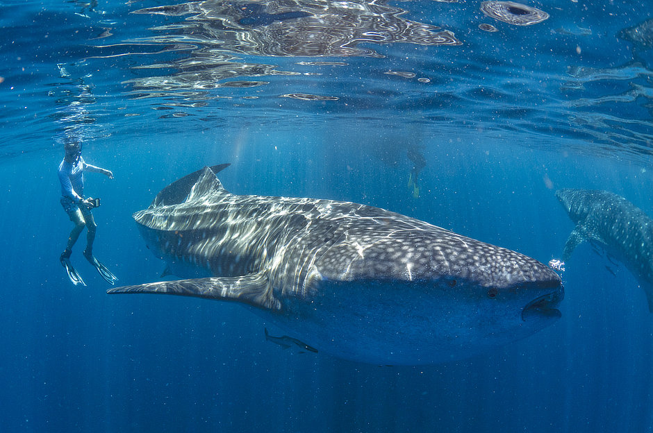 Snorkelers with whale sharks in Triton Bay