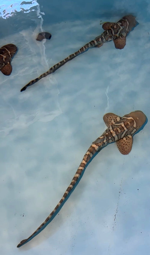 ReShark program at Sorido Bay Resort Leopard Shark pups