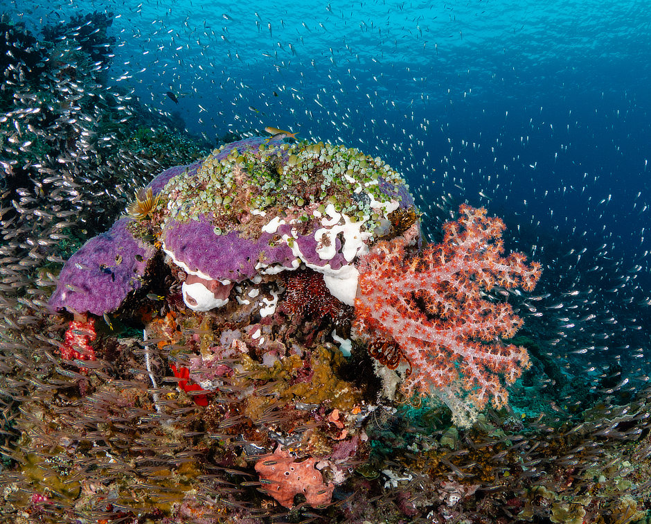 Triton Bay coral bommie with glassfish