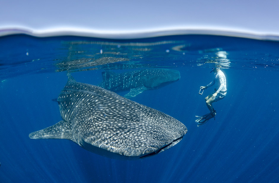 Snorkeler with two whale sharks in Triton Bay