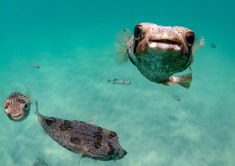 Blackblotched Porcupinefish in Mexico