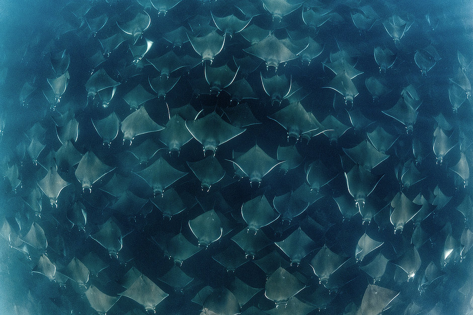 Massive group of Mobula rays in Mexico