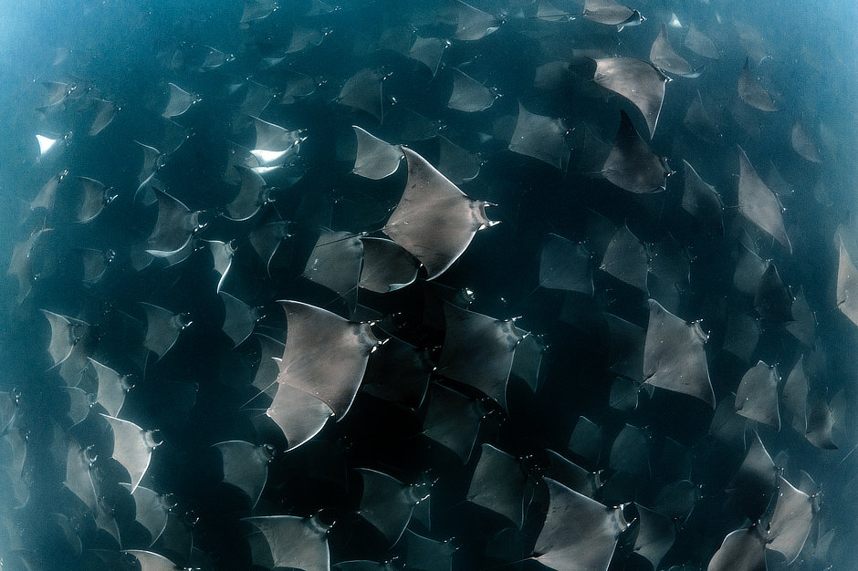 Mexico Mobula ray school
