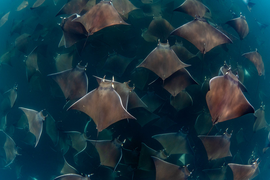 Mobula munkiana rays in Mexico