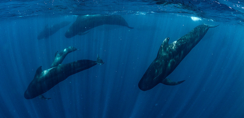 Pilot Whales in Mexico