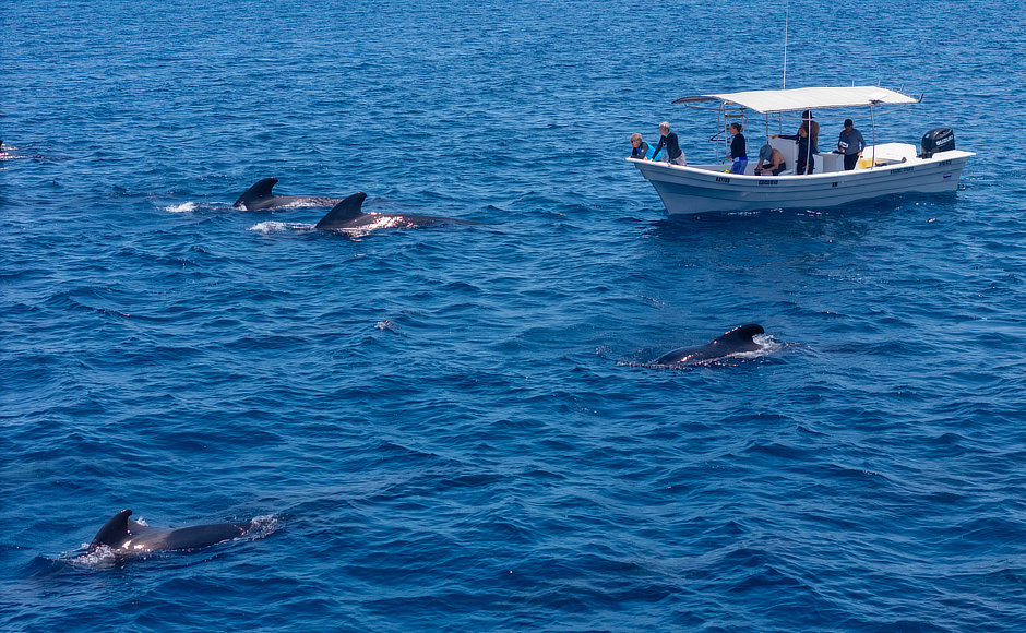 Mexico snorkel boat and Pilot Whales