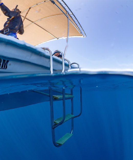 Ray Migration Snorkeling Trip snorkel boat ladder