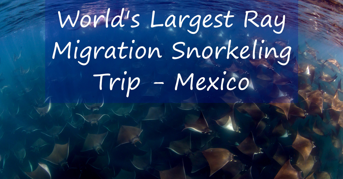 Snorkeler over school of mobula rays in Mexico with words over, "World's Largest Ray Migration Snorkeling Trip - Mexico"