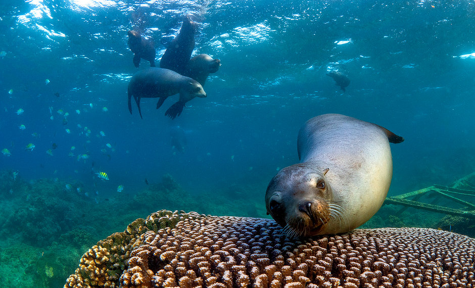 Sea lions, coral and fish in Mexico