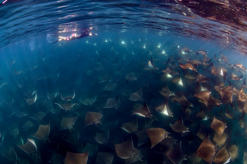 Snorkeler with a large group of mobula rays in Mexico