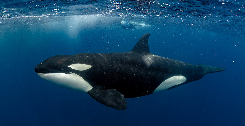 Orca Whale with snorkeler in Mexico
