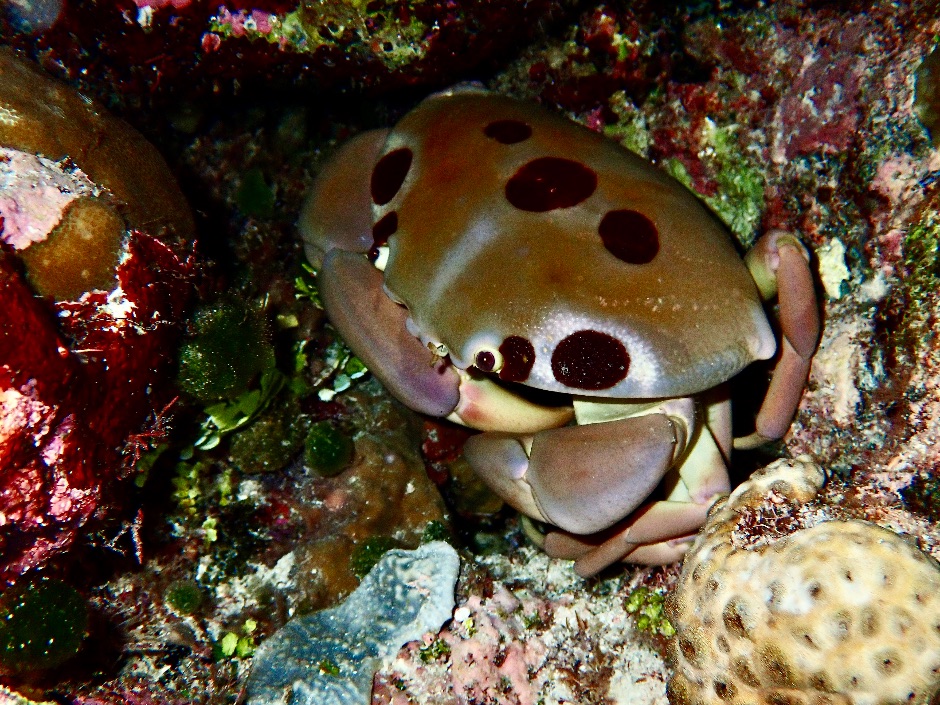 7-11-crab in Wakatobi