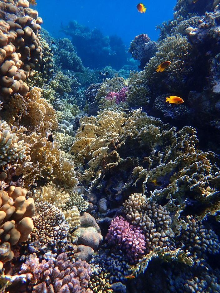 Colorful hard coral reef in Egypt