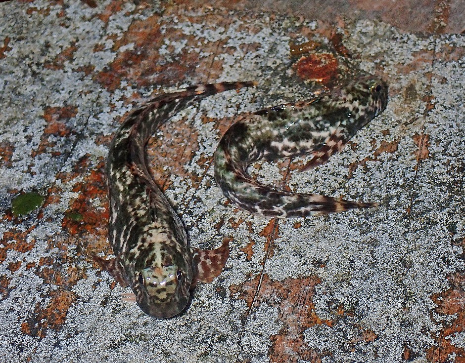 Pair of Ambon Rockskippers on overwater bungalow stairs in Raja Ampat