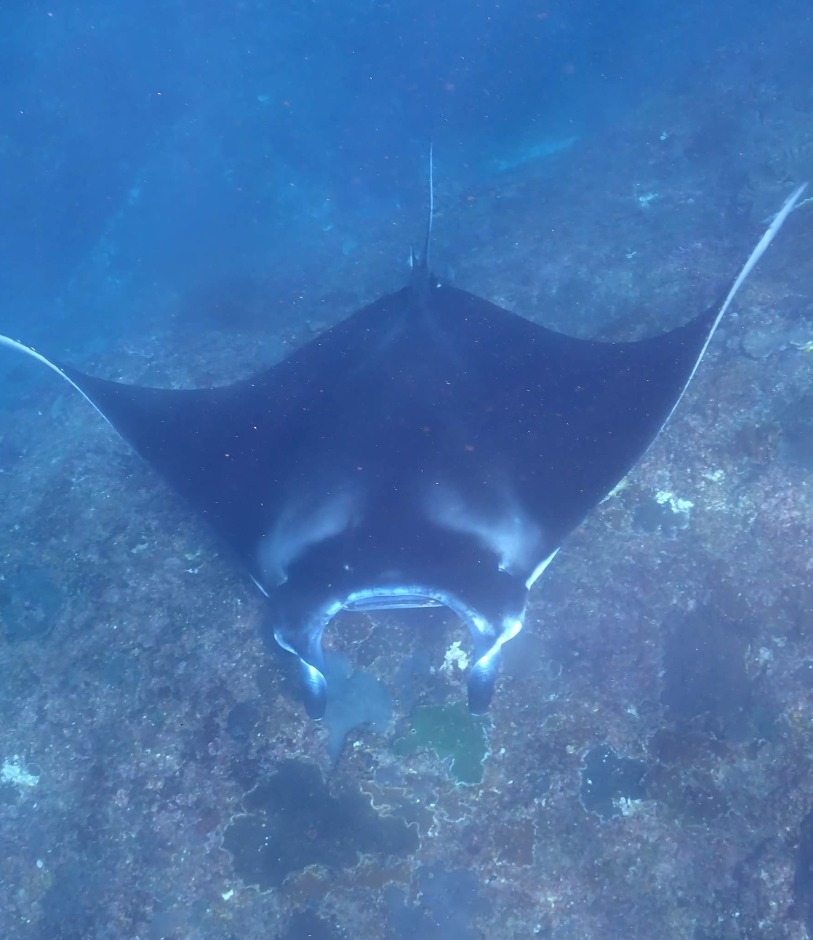 Top of manta ray in Nusa Penida