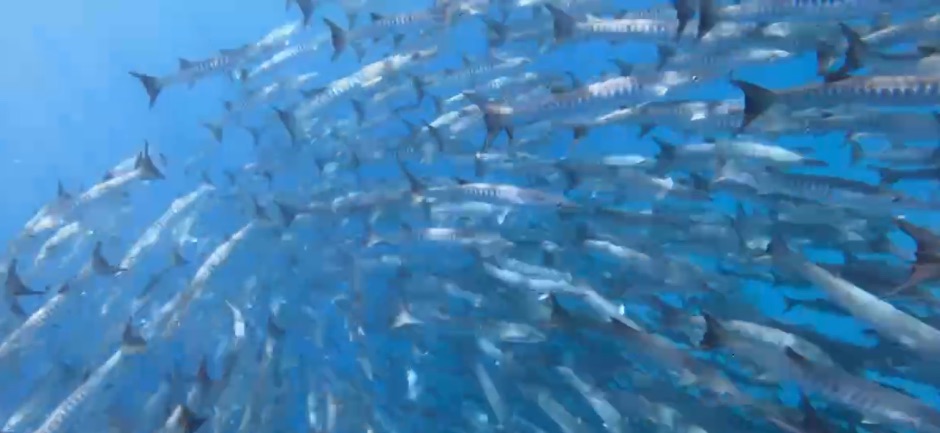 Barracuda tornado in Maratua