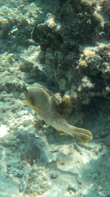 Black Spotted Pufferfish in Matamanoa Fiji
