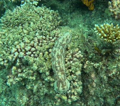 Black Spotted Sea Cucumber in Matamanoa Fiji