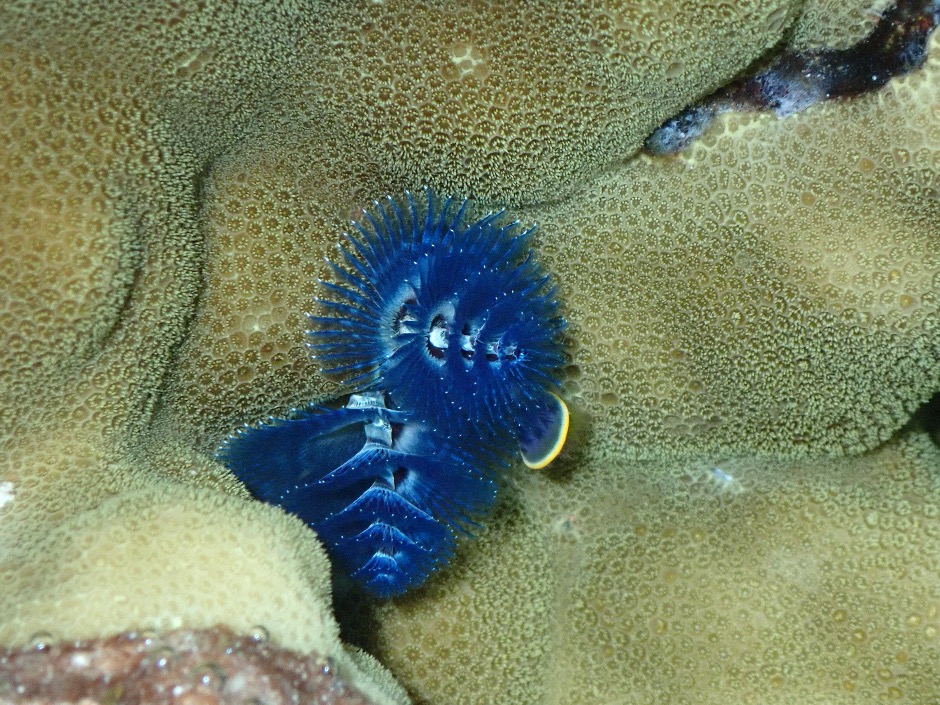 Two blue christmas tree tube worms on a hard coral