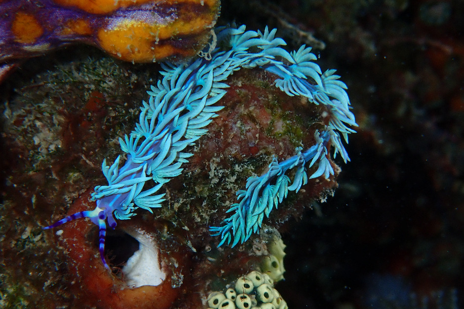 Blue Dragon Nudibranch in Misool Raja Ampat
