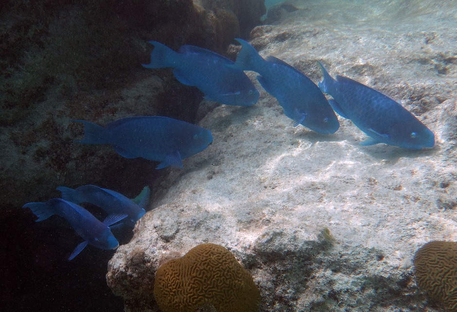 School of Blue Parrotfish in Bermuda