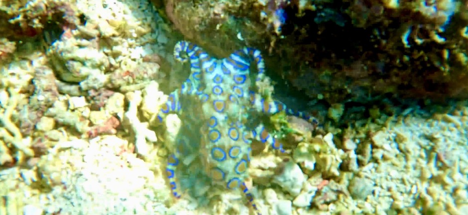 Blue Ring Octopus in Alor