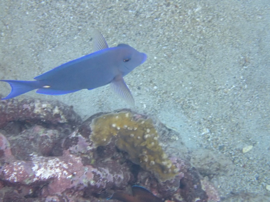 Blue Tang in Curacao