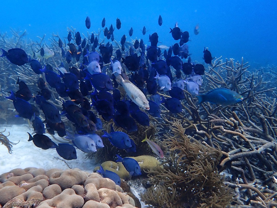 Snorkeling Bonaire - corals and school of Blue Tang