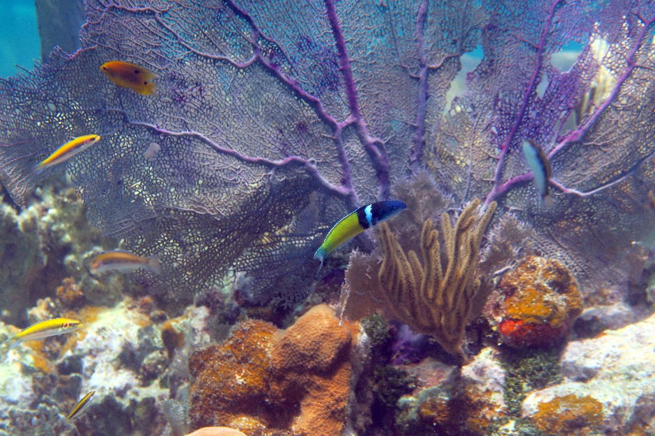 Bluehead Wrasse and purple sea fan in St John USVI