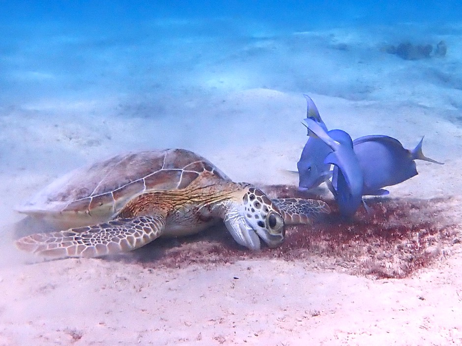 Green Sea Turtle and Blue Tangs Bonaire