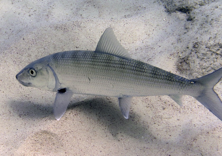 Bonefish spotted while snorkeling in Bermuda