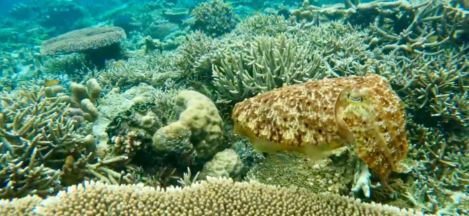 Broadclub Cuttlefish in Alor