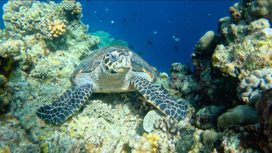 Hawksbill Sea Turtle Bunaken