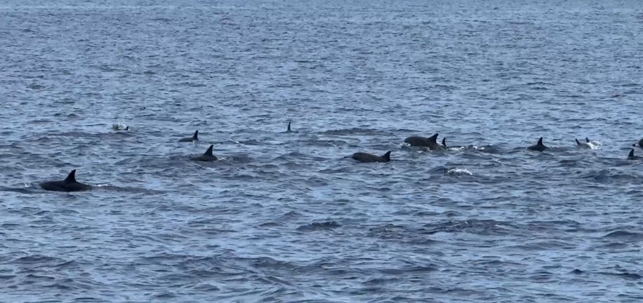 Bunaken Park dolphin fins above water