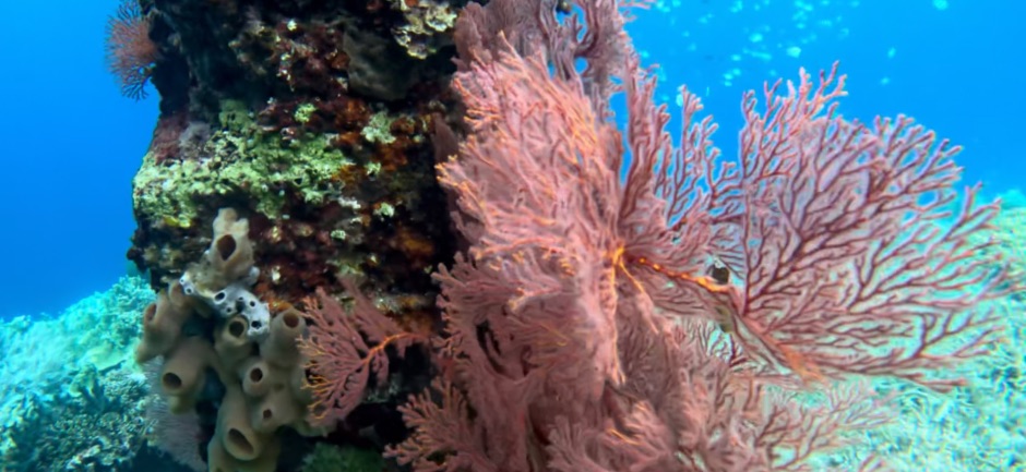 Jetty piling with sea fan Bunaken National Marine Park