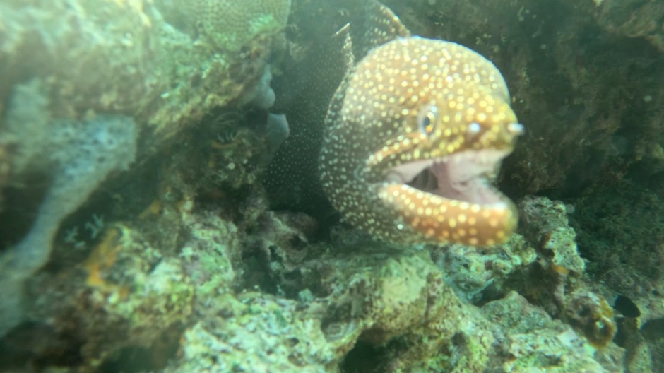 Whitemouth Moray Eel Bunaken