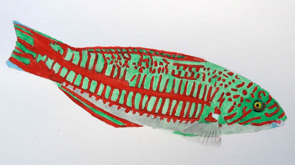 Christmas Wrasse Watercolor Painting